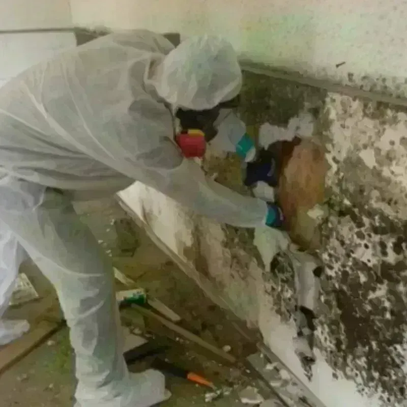 Mold Remediation and Removal in Bairoa, PR